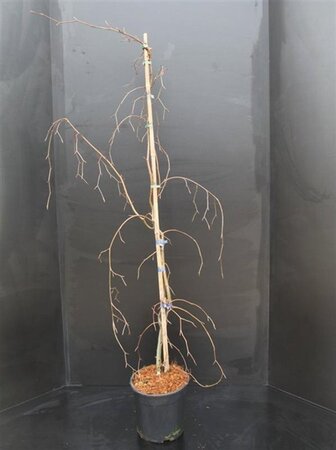 Fagus syl. 'Dawyck Purple' 100-125 cm met kluit - afbeelding 2