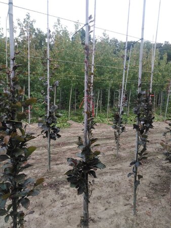 Fagus syl. 'Dawyck Purple' 175-200 cm met kluit geveerd met stok - afbeelding 4