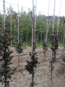 Fagus syl. 'Dawyck Purple' 175-200 cm met kluit geveerd met stok - afbeelding 4