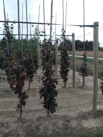 Fagus syl. 'Dawyck Purple' 175-200 cm met kluit geveerd met stok - afbeelding 1
