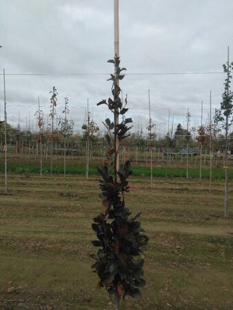 Fagus syl. 'Dawyck Purple' 175-200 cm met kluit geveerd met stok - afbeelding 6
