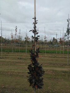 Fagus syl. 'Dawyck Purple' 175-200 cm met kluit geveerd met stok - afbeelding 6
