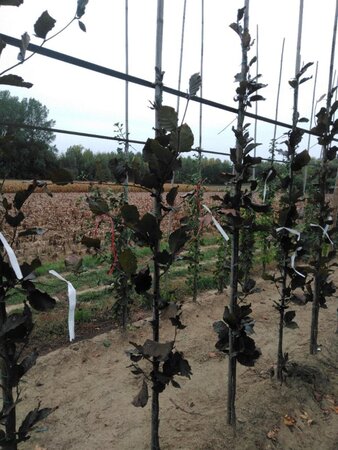 Fagus syl. 'Dawyck Purple' 175-200 cm met kluit geveerd met stok - afbeelding 5