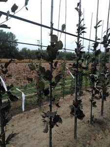 Fagus syl. 'Dawyck Purple' 175-200 cm met kluit geveerd met stok - afbeelding 5