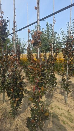 Fagus syl. 'Dawyck Purple' 175-200 cm met kluit geveerd met stok - afbeelding 2