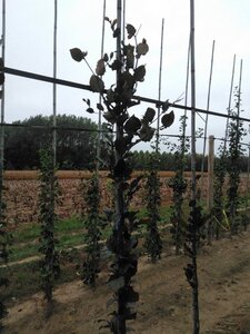 Fagus syl. 'Dawyck Purple' 6-8 Hoogstam wortelgoed