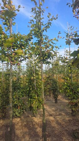 Fagus sylvatica 10-12 Hoogstam wortelgoed - afbeelding 4