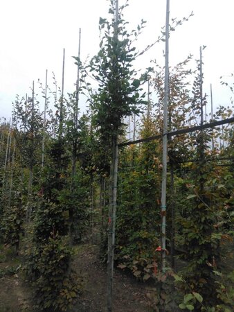 Fagus sylvatica 10-12 Hoogstam wortelgoed - afbeelding 3