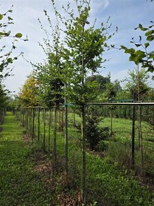 Fagus sylvatica 10-12 Hoogstam wortelgoed - afbeelding 2