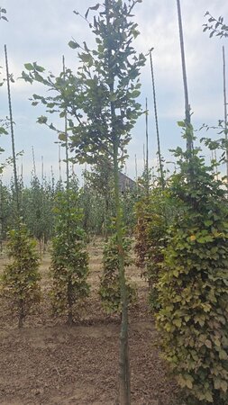Fagus sylvatica 10-12 Hoogstam wortelgoed - afbeelding 1