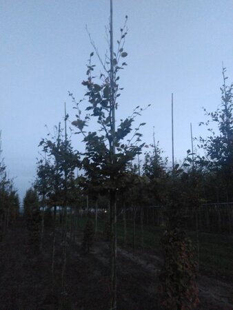 Fagus sylvatica 10-12 Hoogstam wortelgoed - afbeelding 2