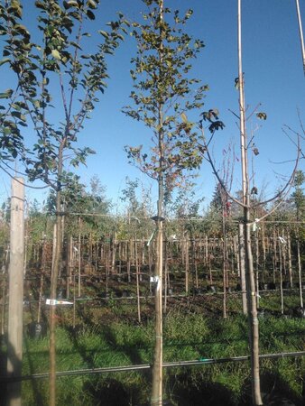 Fagus sylvatica 12-14 Hoogstam BAG