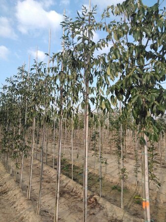 Fraxinus americana microcarpa 6-8 Hoogstam wortelgoed