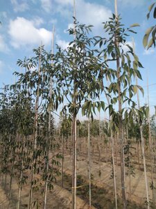 Fraxinus americana microcarpa 8-10 Hoogstam wortelgoed