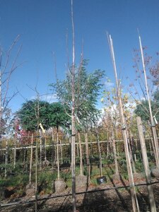 Fraxinus amer. 'Skyline' 14-16 Hoogstam draadkluit 3 X verplant