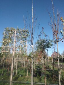 Fraxinus amer. 'Skyline' 16-18 Hoogstam draadkluit 3 X verplant