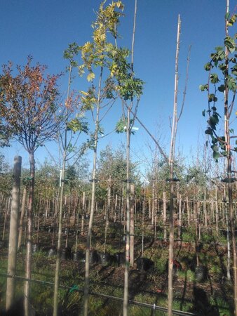 Fraxinus excelsior 10-12 Hoogstam BAG 3 X verplant