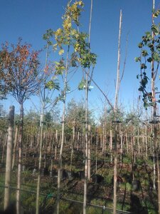 Fraxinus excelsior 10-12 Hoogstam BAG 3 X verplant