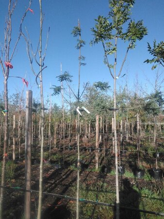 Fraxinus excelsior 6-8 Hoogstam BAG