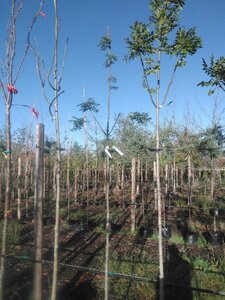 Fraxinus excelsior 6-8 Hoogstam BAG