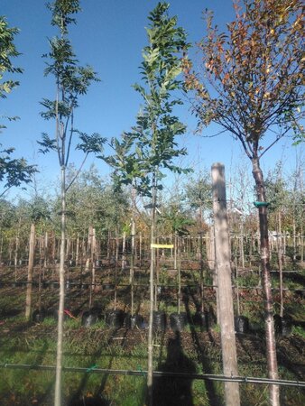 Fraxinus excelsior 8-10 STA4 BAG