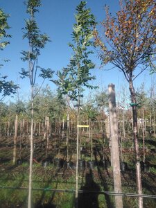 Fraxinus excelsior 8-10 STA4 BAG