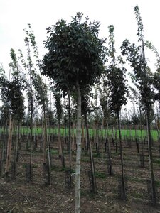 Fraxinus o. 'Mecsek' 20-25 Hoogstam draadkluit 3 X verplant - afbeelding 2