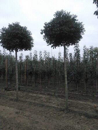 Fraxinus o. 'Mecsek' 20-25 STA WRB 3 X V - image 1