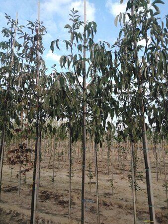 Fraxinus pen. 'Cimmzam' 6-8 Hoogstam wortelgoed