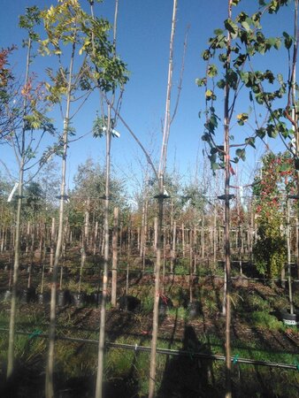 Fraxinus pen. 'Summit' 10-12 STA BAG 3 X V