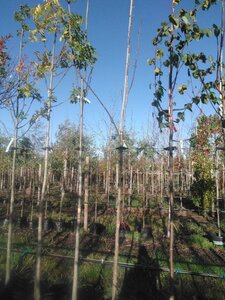 Fraxinus pen. 'Summit' 10-12 STA BAG 3 X V