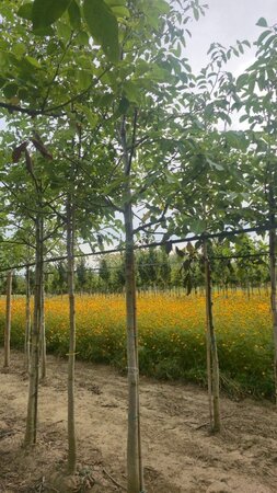Juglans regia 20-25 Hoogstam draadkluit 3 X verplant - afbeelding 1
