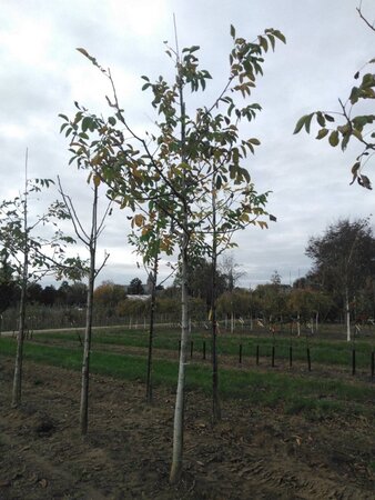 Juglans regia 20-25 STA WRB 3 X V - image 2