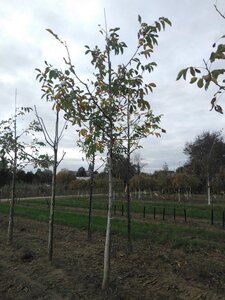 Juglans regia 20-25 STA WRB 3 X V - image 2