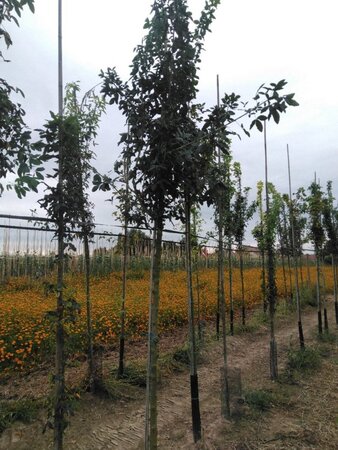 Laburnum anagyroides 14-16 Hoogstam wortelgoed 3 X verplant boven vered.