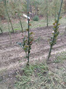 Fagus syl. 'Dawyck Purple' 80-100 cm met kluit geveerd