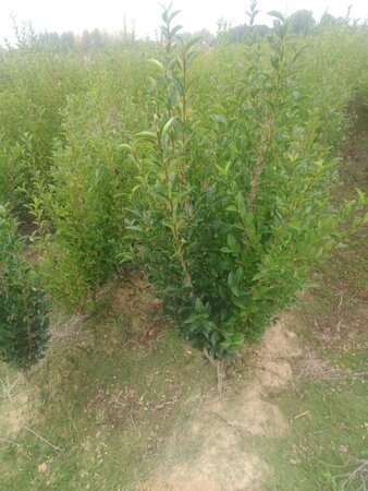 Ligustrum ovalifolium 90-120 cm wortelgoed 3-5 tak