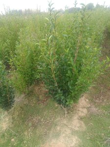 Ligustrum ovalifolium 90-120 cm wortelgoed 3-5 tak
