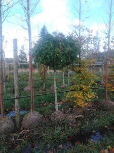 Liquidambar s. 'Gum Ball' 14-16 Halfstam draadkluit