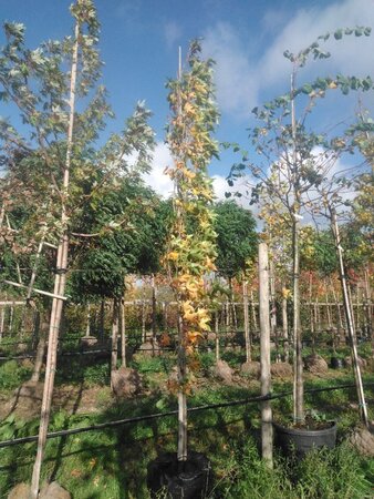 Liquidambar s. 'SlenderSilhouette' 10-12 Hoogstam BAG 3 X verplant