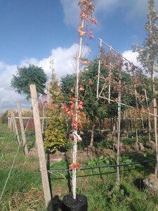 Liquidambar s. 'SlenderSilhouette' 8-10 Hoogstam BAG