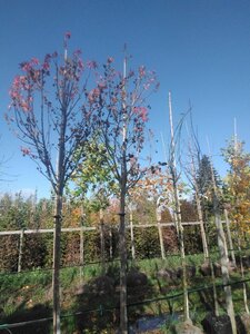 Liquidambar s. 'Stared' 20-25 Hoogstam draadkluit 3 X verplant