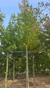 Liquidambar s. 'Worplesdon' 14-16 Hoogstam draadkluit 3 X verplant - afbeelding 4