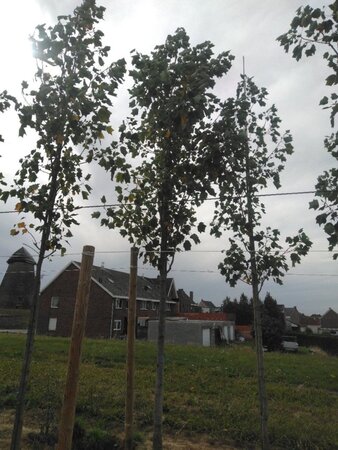 Liriodendron t. 'Aureomarginat.' 25-30 Hoogstam draadkluit 4 X verplant