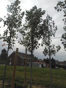 Liriodendron t. 'Aureomarginat.' 25-30 Hoogstam draadkluit 4 X verplant