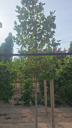 Liriodendron tulipifera 10-12 cm met kluit geveerd - afbeelding 1