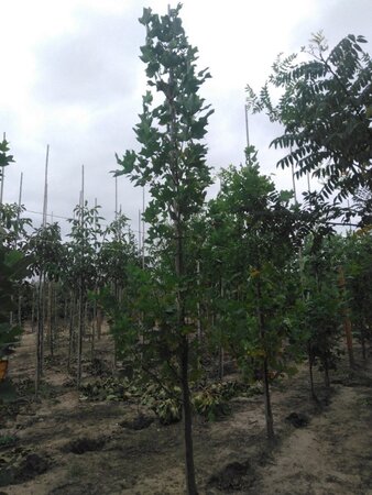Liriodendron tulipifera 10-12 cm met kluit geveerd - afbeelding 2