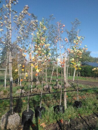 Liriodendron tulipifera 6-8 Hoogstam BAG