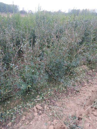 Ligustrum vulg. 'Atrovirens' 60-90 cm wortelgoed 3-5 tak