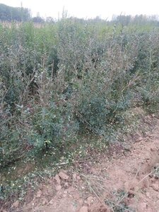 Ligustrum vulg. 'Atrovirens' 60-90 cm wortelgoed 3-5 tak